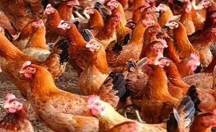 খোলা বাজারে ‘সোনালী’ নামে বিক্রি হচ্ছে ভিন্ন জাতের মুরগি